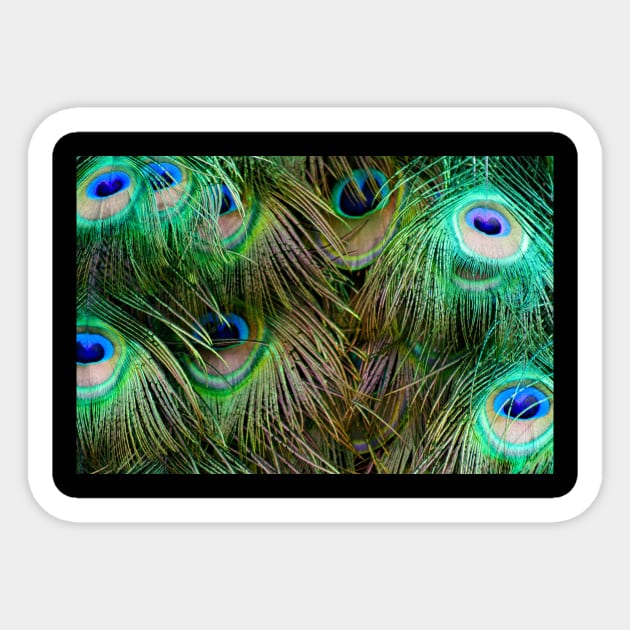 Peacock Feathers Sticker by Rob Johnson Photography
